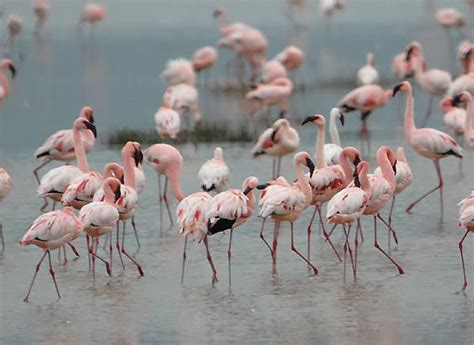 Mes oiseaux de Tanzanie - Audubon nature