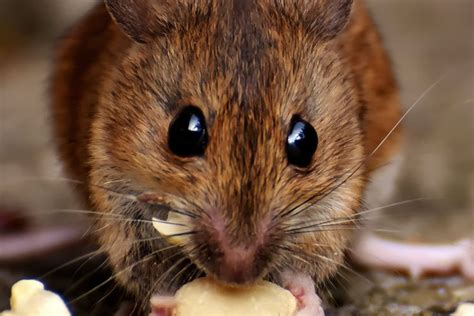 Foto Bisakah Kapur Barus Dan Karbol Mengusir Tikus