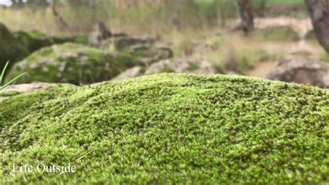 Moss Growing On Rocks Clip 46 Youtube