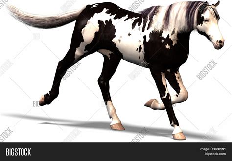 Black White Horse Image & Photo (Free Trial) | Bigstock