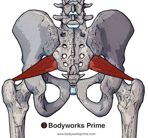 Piriformis Muscle Flashcards - Bodyworks Prime