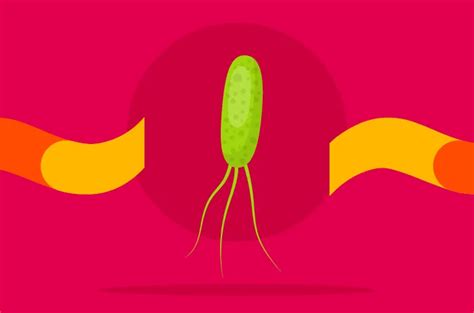 Apa Itu Infeksi Helicobacter Pylori Gejala Dan Cara Mengobati Halodoc