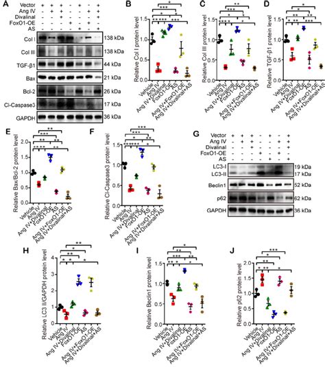 Effects Of Foxo1 And At4r On The Expressions Of Fibrosis Download Scientific Diagram