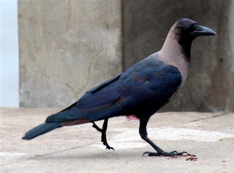 House Crow Common Birds In Urban Areas In India INaturalist