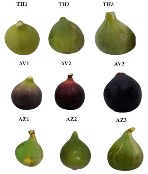 Fig Fruit Ripe