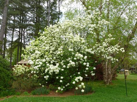 Eastern Snowball Bush Viburnum Opulus Sterile New Life Nursery Local