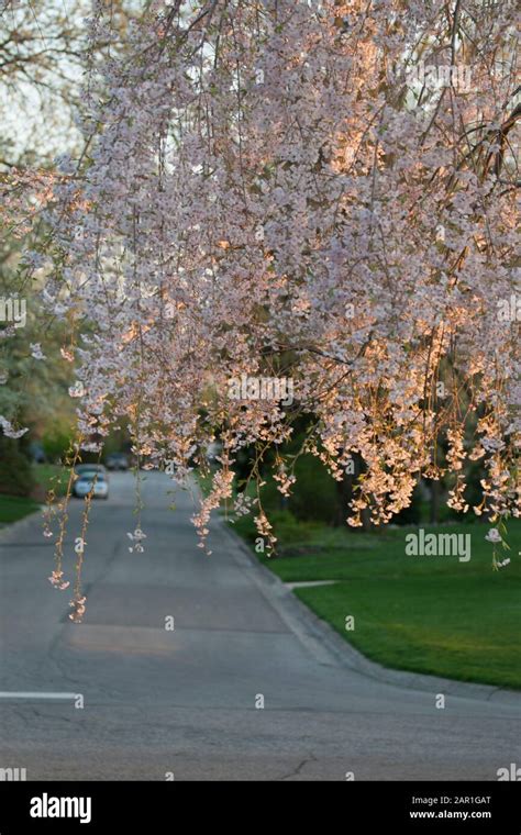 Flowering Weeping Cherry Tree Stock Photo - Alamy