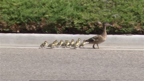 Watch Ducklings Rescued After Falling Into Idaho Falls Storm Drain