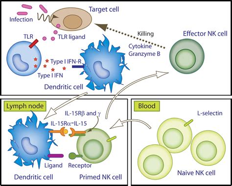 Ready For Prime Time NK Cell Priming By Dendritic Cells Immunity