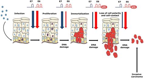 Cancers Free Full Text Functional Roles Of E And E Oncoproteins