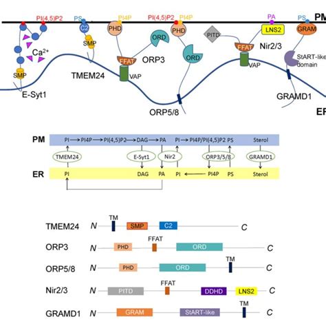 Regulation Of Ca Dynamics At Er Pm Contact Sites A