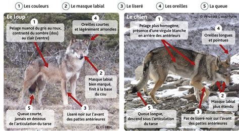 Capture Des Loups En Fuite Dans Les Deux Sèvres Un Long Travail De