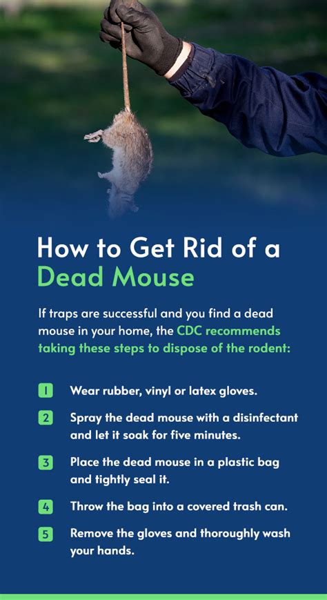 Chapter 4 How To Get Rid Of Mice Online Guide Pestech