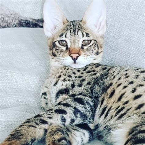 9 Fascinating Facts About Savannah Cats