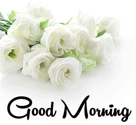 Good Morning Roses Pictures