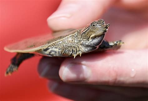 Dozens Of Baby Turtles Set Free In Quebec River As Part Of Zoo