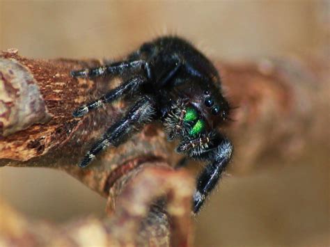 Immature Male Bold Jumper Spider Jerry Hatfield Flickr