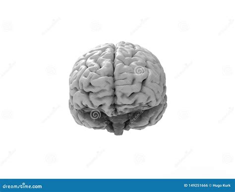 Representaci N 3D De Un Cerebro Humano Aislado En Fondo Del Estudio