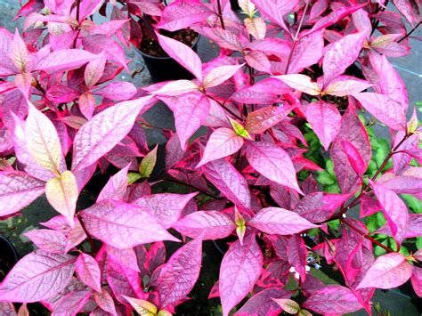 Online Plant Guide - Alternanthera species / Alternanthera