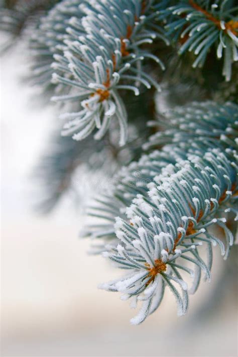 Frosted Pine Needles On Tree Stock Image Image Of States Needle 83406669