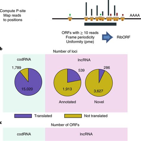 Three Nucleotide Periodicity Of Translated ORFs Mapping Of Ribo Seq