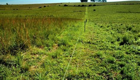 Como Controlar As Plantas Invasoras Na Pastagem Sindicato Rural