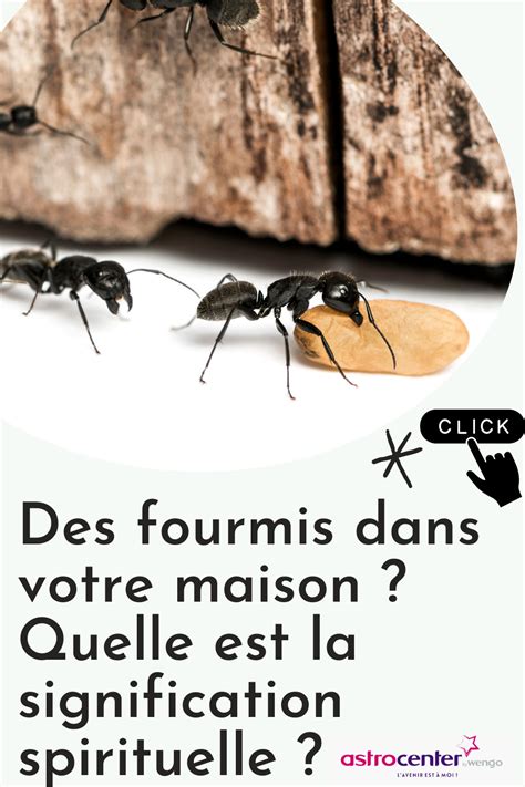 La Signification Spirituelle Des Fourmis Dans La Maison Fourmis