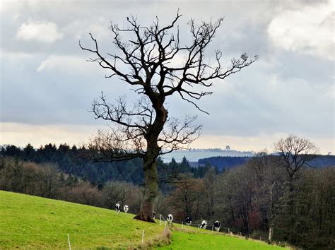 Gratis Afbeeldingen Landschap Boom Natuur Gras Tak Bloesem Berg