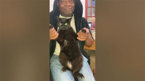 Cat Stretch Youtube