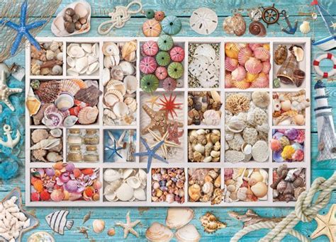 Seashell Collection Piece Jigsaw Puzzle Asterisk Jigsaw Puzzles