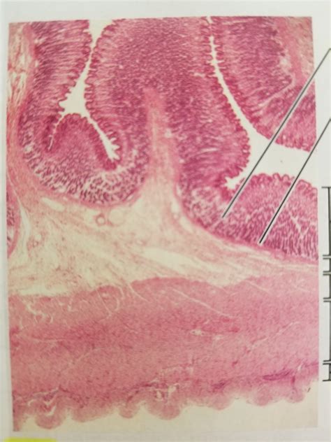 Stomach Histology Diagram Quizlet