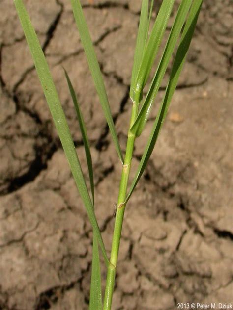 Distichlis Spicata Saltgrass Minnesota Wildflowers