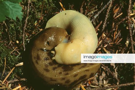 Banana Slug Pair Mating Ariolimax Columbianus Olympic National Park