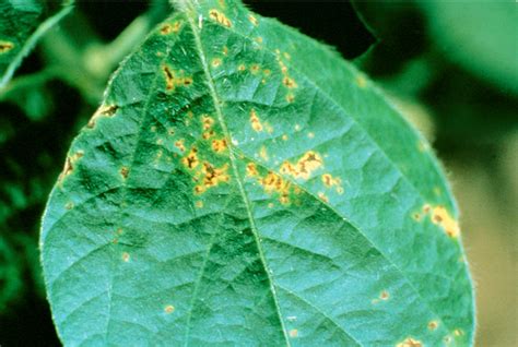 Bacterial Blight Soybean Plantsdb