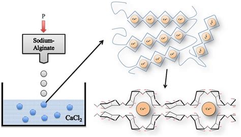 Gelation Process Of Alginate Alginate Dropped From An Air Droplet