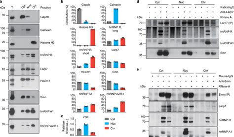 Smn Interacts With 7sk Hnrnp Complexes In The Nucleus And Cytosol A