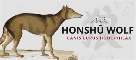 Honshu Wolf (Canis Lupus Hodophilax) | Wolf Lovers 🐺 | Wolf Stuff