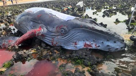 A Gazeta Filhote de baleia encalha em praia no ES e biólogos