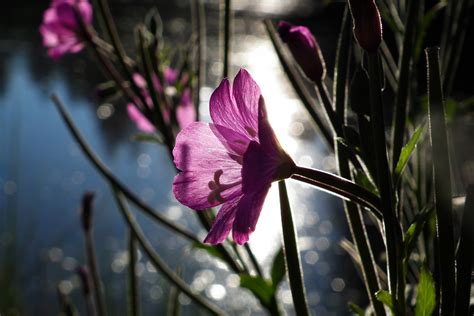 Free Images Nature Blossom Sunlight Leaf Petal Bloom Summer