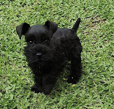 Black Mini Schnauzer Puppy