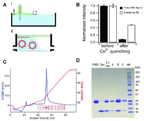 Sample Preparation And Requirements For Supported MembraneSNARE