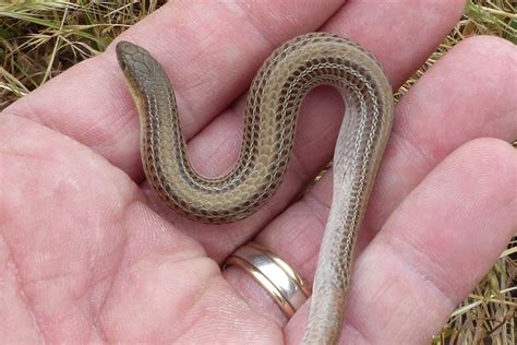 Legless Lizard Vs Snake