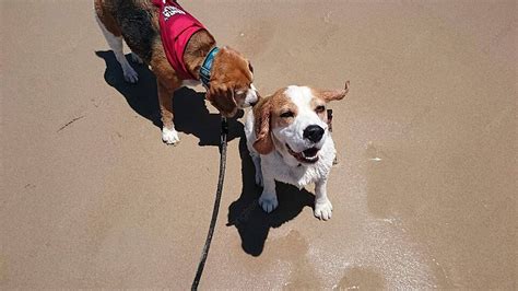 Beagles Across Australia Background Images Hd Pictures And Wallpaper