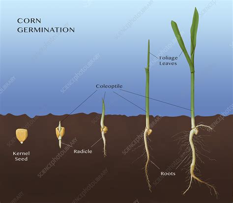 Corn Seed Germination Illustration Stock Image C Science