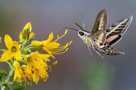 Joshua Tree National Park (part 3): White-lined Sphinx Moth – ktuli