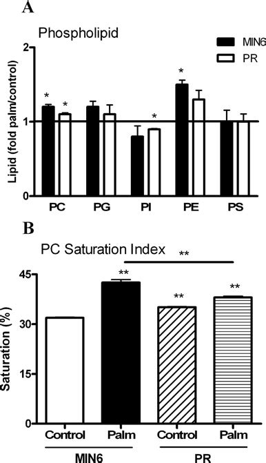 Effects Of Chronic Palmitate Treatment On Phospholipid Mass And