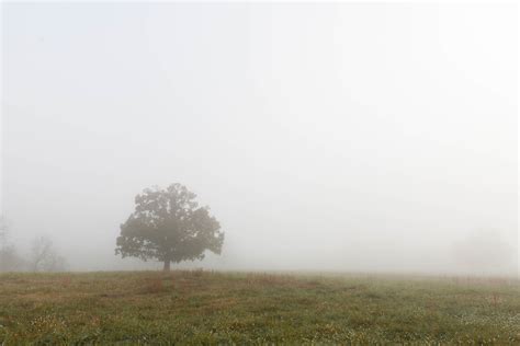 Free Images Tree Nature Grass Horizon Sky Fog Mist Field