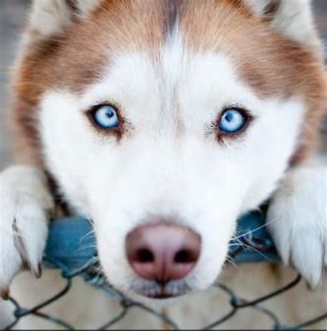 Earths Cutest Angels Walk On Four Legs Adorable Husky Red Husky