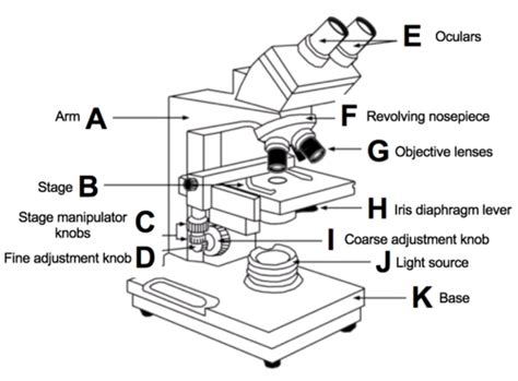 Lab 1 Histology Flashcards Quizlet