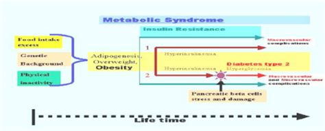 6 Describe The Relationship Between Metabolic Syndrome Insulin